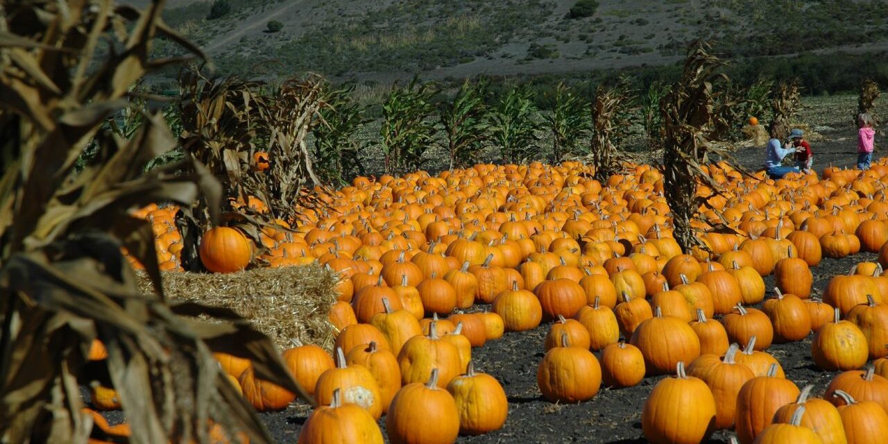 Halloween in San Francisco and Oakland: 22 Things to Do