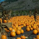 Halloween in San Francisco and Oakland: 22 Things to Do