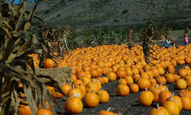 Halloween in San Francisco and Oakland: 22 Things to Do